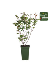 Aronia melanocarpa Rubina Bio P19
