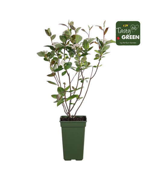 Aronia melanocarpa Rubina Bio P19