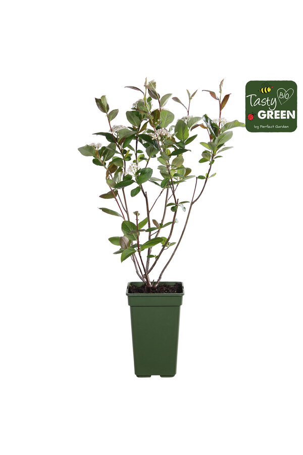 Aronia melanocarpa Rubina Bio P19