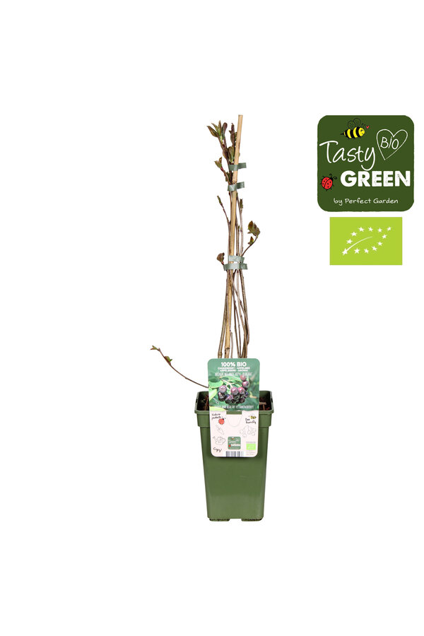 Aronia melanocarpa Rubina Bio P19