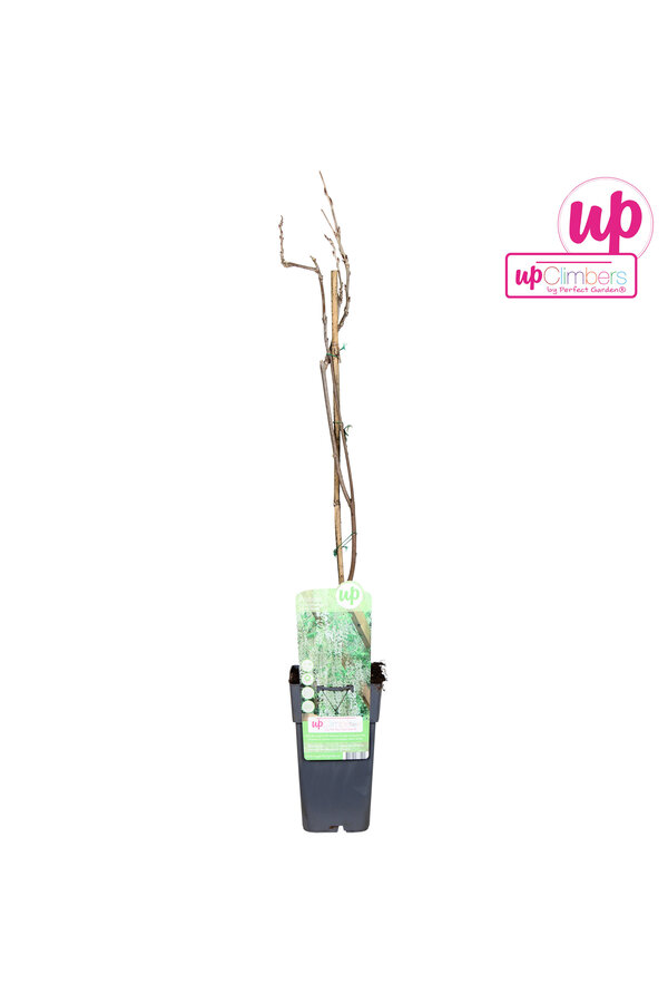 Wisteria macrostachya Clara Mack P15