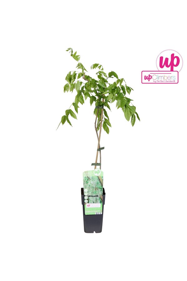 Wisteria macrostachya Clara Mack P15