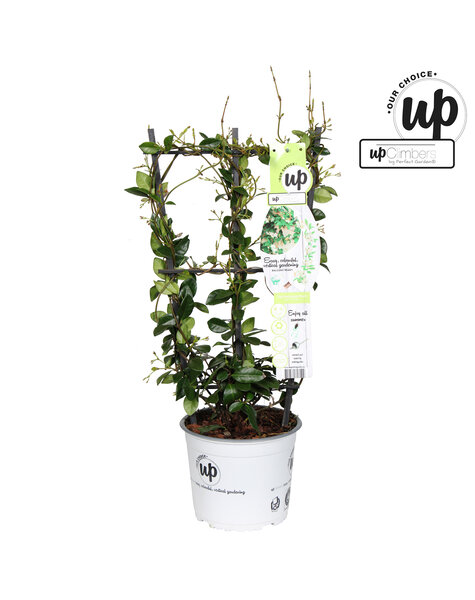 Trachelospermum Star of Venice P19