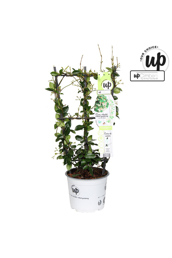 Trachelospermum Star of Venice P19