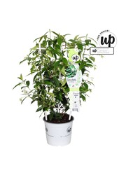 Trachelospermum Star of Venice P19