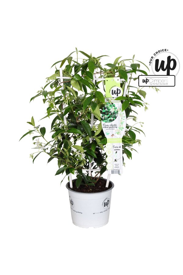 Trachelospermum Star of Venice P19