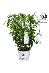 Trachelospermum Star of Venice P19