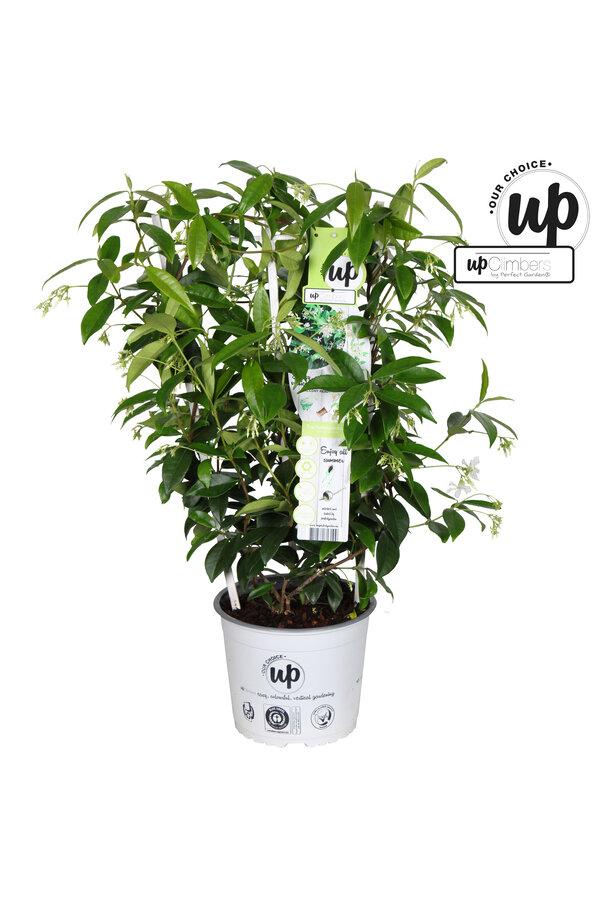 Trachelospermum Star of Venice P19