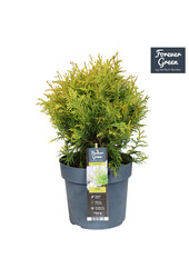 Thuja occidentalis Golden Globe P19
