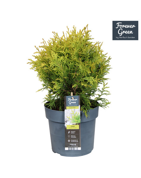 Thuja occidentalis Golden Globe P19