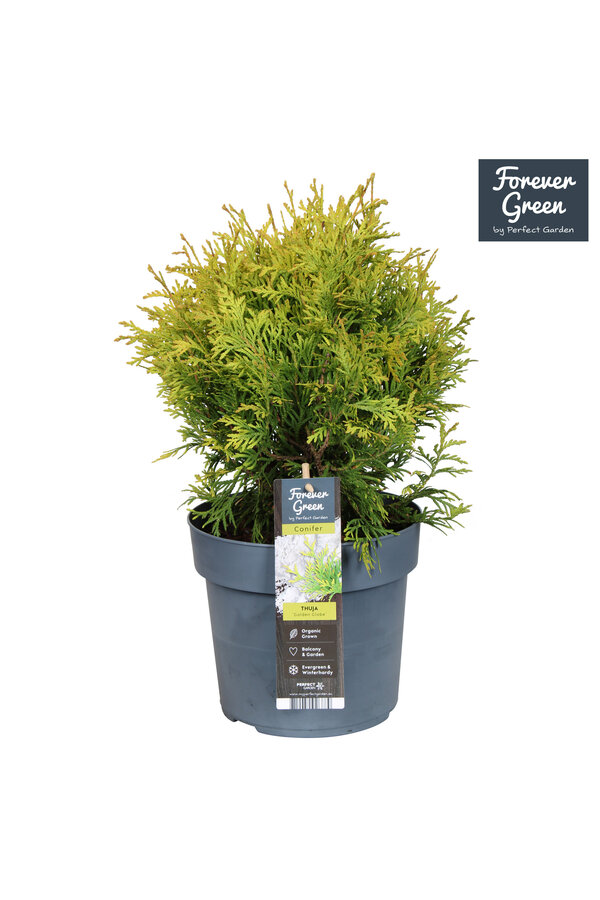 Thuja occidentalis Golden Globe P19