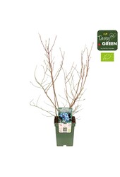 Vaccinium corymbosum Brigitta Blue Bio P23