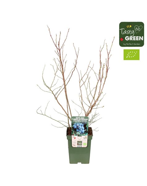 Vaccinium corymbosum Brigitta Blue Bio P23