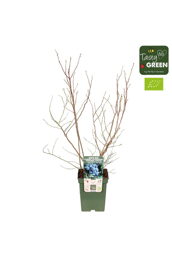 Vaccinium corymbosum Brigitta Blue Bio P23