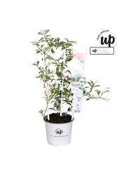 Trachelospermum Star of Milano P19