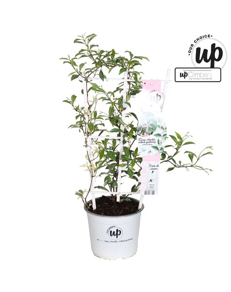 Trachelospermum Star of Milano P19