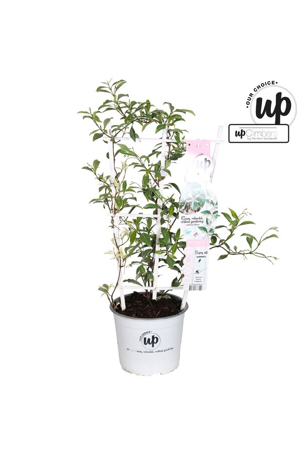 Trachelospermum Star of Milano P19