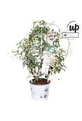 Trachelospermum Star of Milano P19
