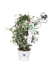 Trachelospermum Star of Milano P19