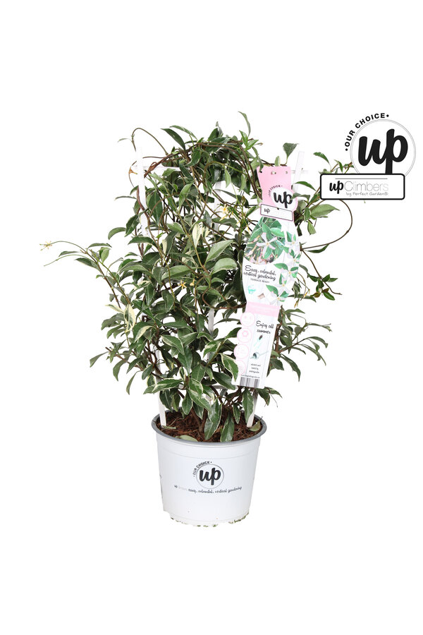 Trachelospermum Star of Milano P19