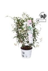 Trachelospermum Star of Milano P19