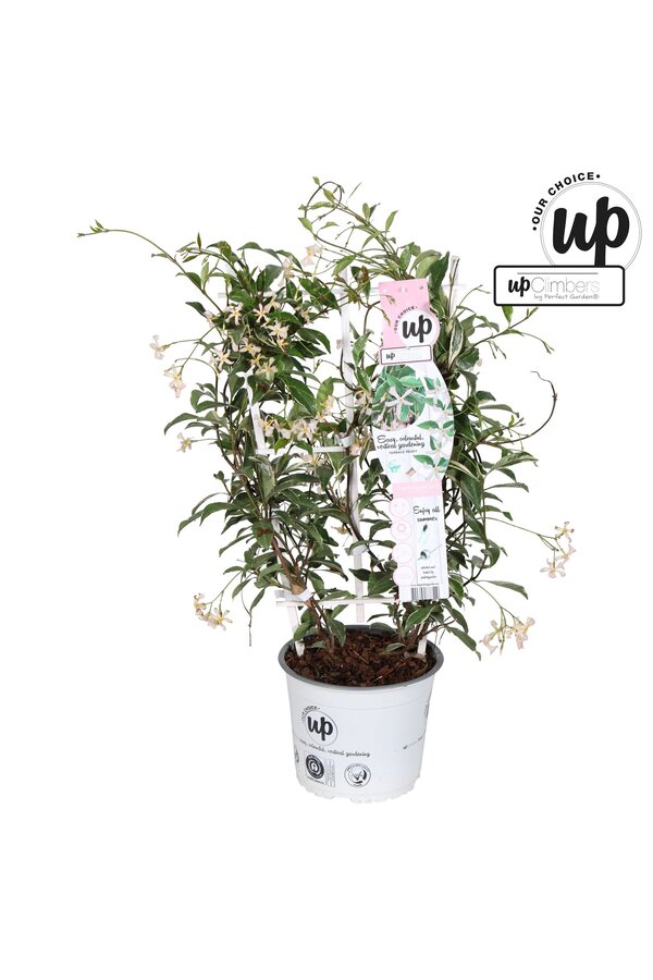 Trachelospermum Star of Milano P19