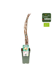 Rubus idaeus Schlaraffia Golddigger® Bio P19