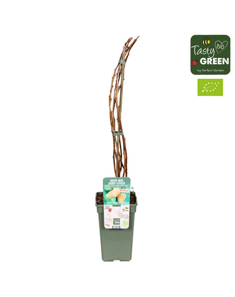 Rubus idaeus Schlaraffia Golddigger® Bio P19
