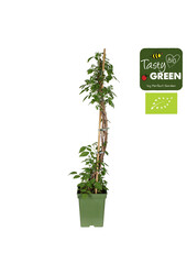 Framboise Sugana Red