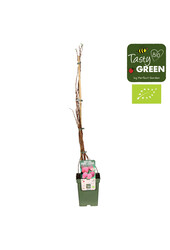 Framboise Sugana Red