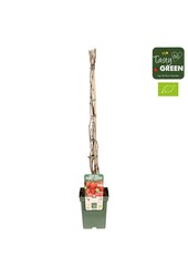 Rubus ideaus Summer Chef® Bio P23