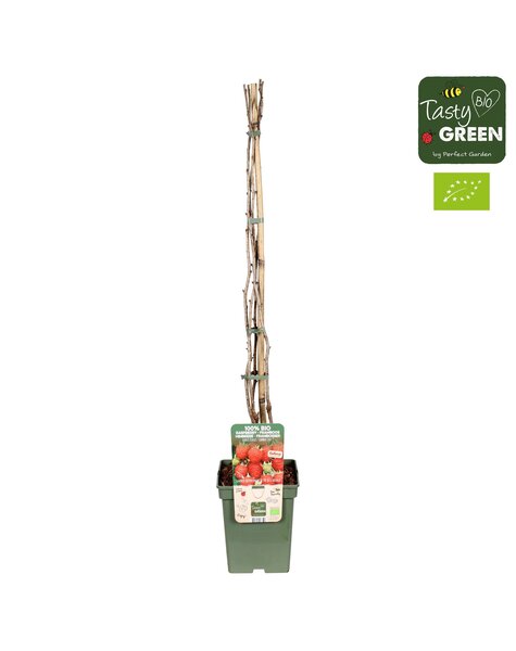 Rubus ideaus Summer Chef® Bio P23