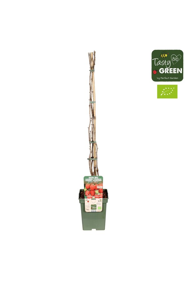 Rubus ideaus Summer Chef® Bio P23