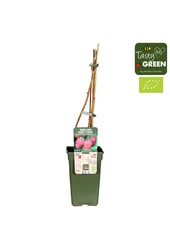 Rubus idaeus Autumn Chef® Bio P19