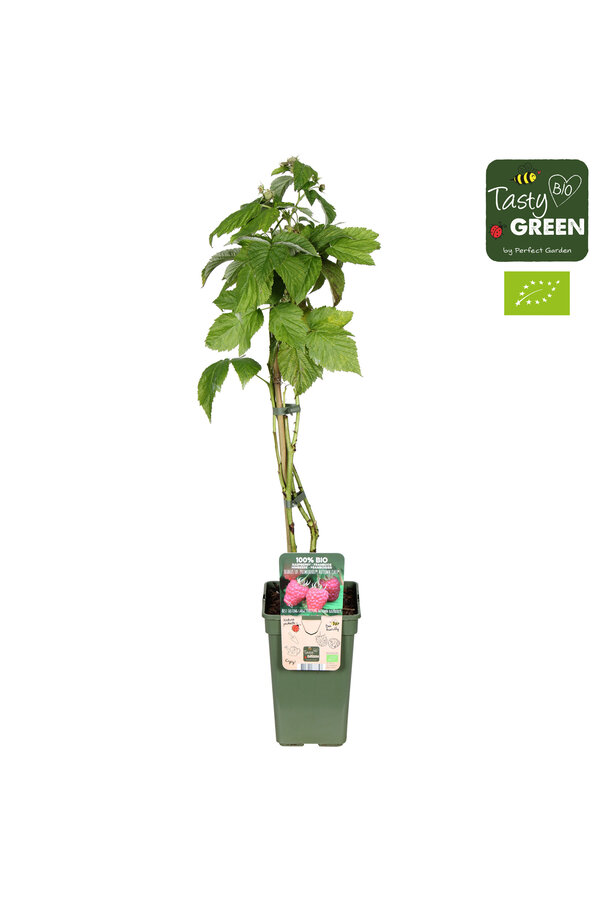 Rubus idaeus Autumn Chef® Bio P19