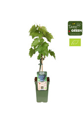 Vitis Magdalena Bio P19