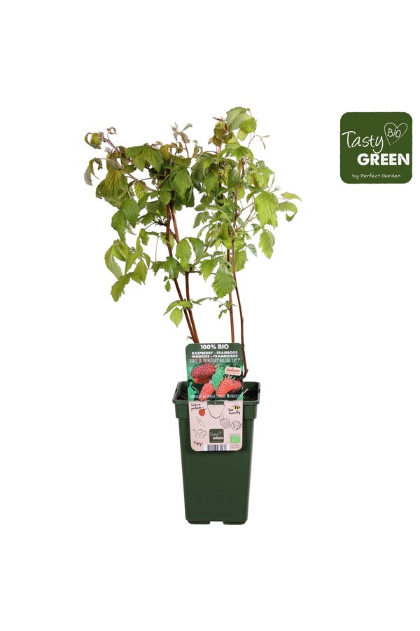 Framboise Autumn Happy