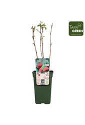 Framboise Autumn Happy