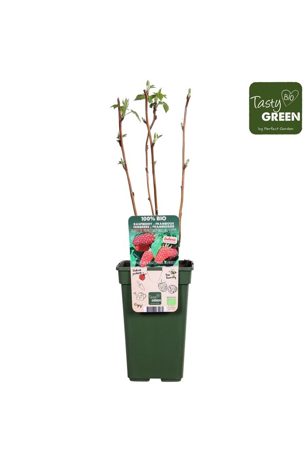 Framboise Autumn Happy