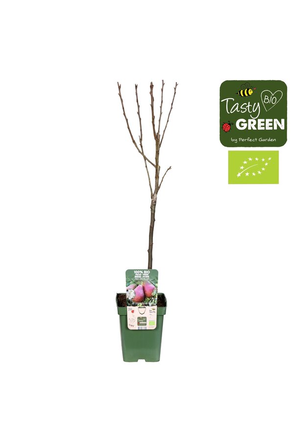 Perenboom Rote Williams