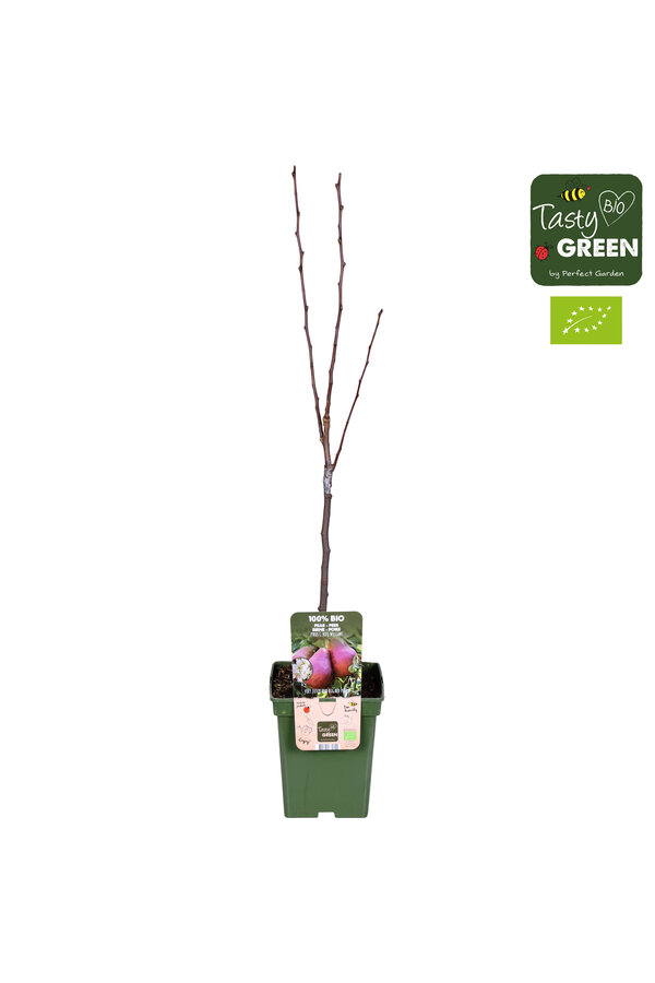 Perenboom Rote Williams