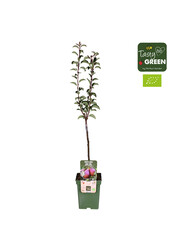 Perenboom Rote Williams