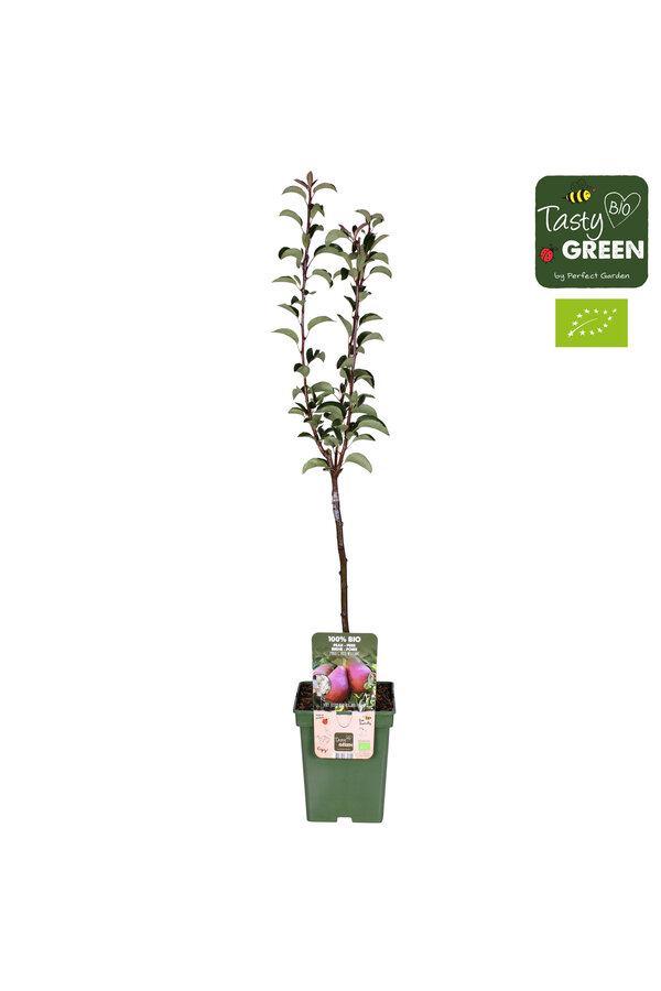 Perenboom Rote Williams