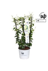 Trachelospermum Star of Toscana P19