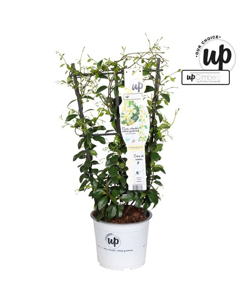 Trachelospermum Star of Toscana P19