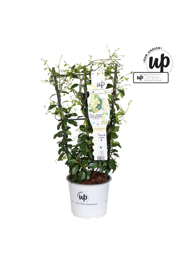 Trachelospermum Star of Toscana P19