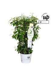 Trachelospermum Star of Toscana P19