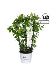Trachelospermum Star of Toscana P19