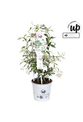 Trachelospermum jasminoides Star of Milano P23