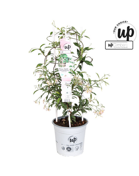 Trachelospermum jasminoides Star of Milano P23